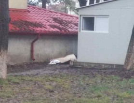 FOTO // O femeie de 61 de ani a zăcut moartă ore întregi chiar în curtea spitalului